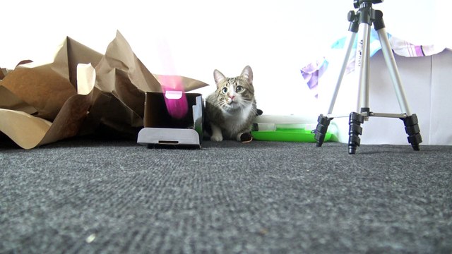 Kitten Lost His Toys in a Box