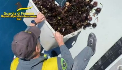 Bari, sequestrati 6mila ricci di mare raccolti illecitamente (23.03.23)