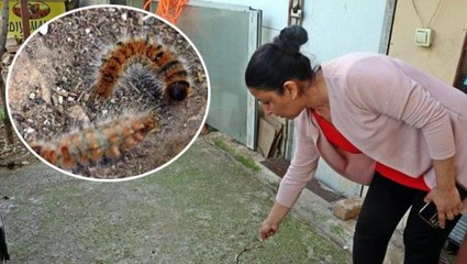 Evinin bahçesindeki tırtılları süpüren kadına büyük şok! Hastaneye zor yetişti