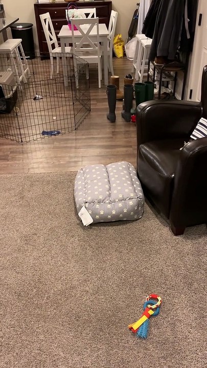 Henry the Roomba Dog