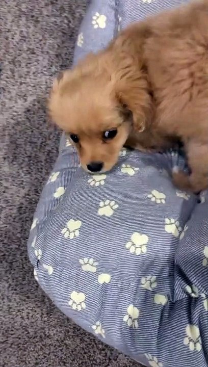 Henry the Roomba Dog