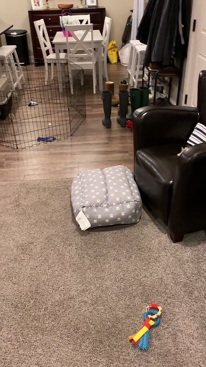 Henry the Roomba Dog