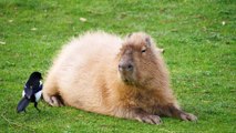 Capybara caught getting a new hair-do from his magpie friend at the zoo