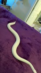 Ball Python Slithers on Microfiber Blanket