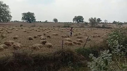 Video herunterladen: The survey work of loss of crops has started, after the survey the loss will be assessed