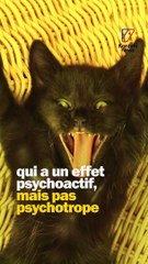 Se rouler du CDB c'est écolo ou pas ?