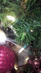 Celebrating Christmas with a Raccoon