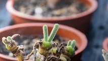 Bunny Ears Succulents May Be the Cutest Plant You ve Ever Seen