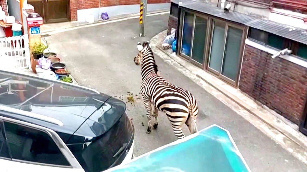 Must See! This Zebra Was Caught Running Around the Streets of Seoul ...