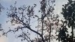 अब पीला पलाश, करना पड़ रहा तलाश,  जिले में सवा दो लाख हैक्टेयर के सघन वन में महज आधा दर्जन पेड़