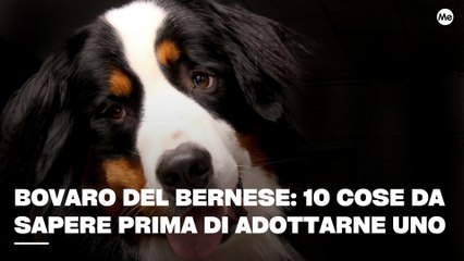 Bovaro del Bernese 10 cose da sapere prima di adottarne uno