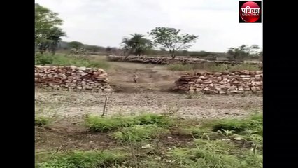 बकरियां चराने जंगल में गए, जरख ने कर दिया हमला