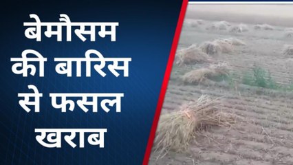 पाली: बेमौसम की बारिश से फसल भी खराब,मुहावजे की कर रहे मांग