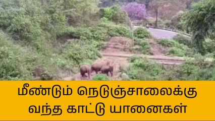 குன்னூர்: வாகன ஓட்டிகளே ஜாக்கிரதை; அச்சுறுத்தும் காட்டு யானைகள்!