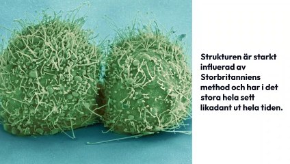 Tiktok ceo shou zi chew Options