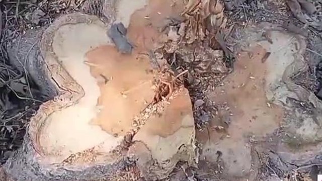 कुशीनगर: जिले में वन माफियाओं के हौसले बुलंद, अबैध तरीके से काटे गए 2 सौ सागौन के पेड़