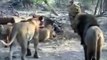 Lion attack Lions Against All Fighting Lions lion wildlife history documentary