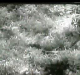 Leopard vs Great Python -Lion vs Anaconda real fight ► ANIMALS A