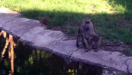 One of the most eerie looking baboons I’ve ever seen