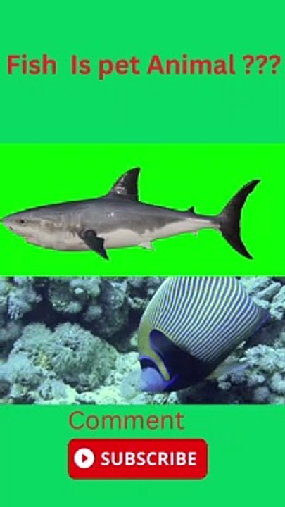 Fish HD