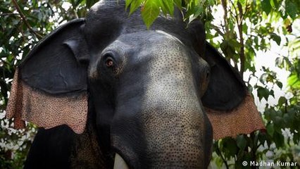 India: Kerala temple deploys robotic elephant for rituals
