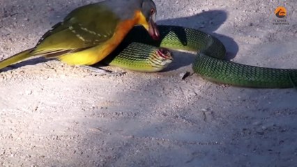Bird Rips Snake’s Eyes Out as it Tries to Escape