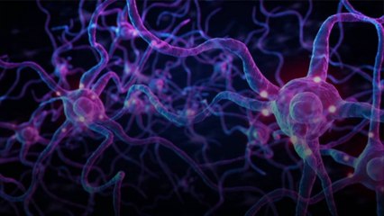 Les scientifiques créent un diagramme détaillé du cerveau d'un insecte