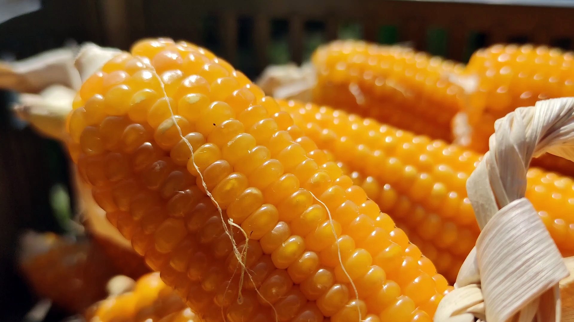 ⁣corn 4k HDR