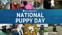 It's a 'paw-some' day for dog lovers