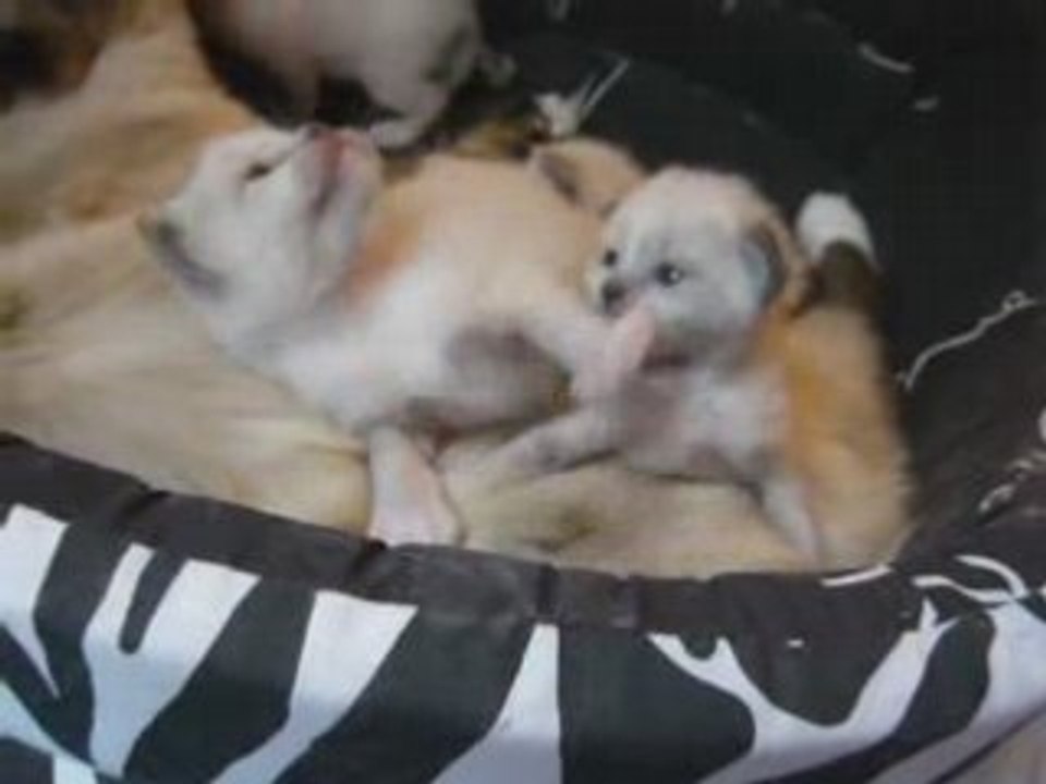 Jeux de petits chatons - 3 semaines