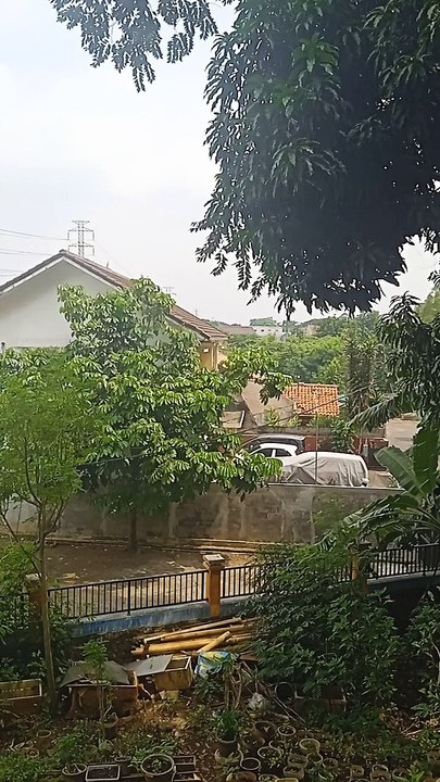 POHON YANG RINDANG