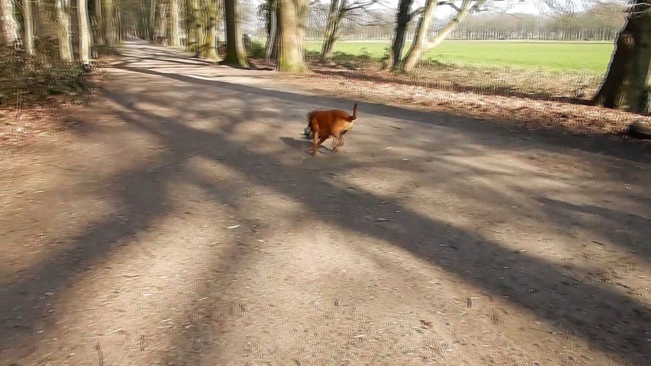 Pilote Patou - Machine Vs. Chienne - 2023-03-19