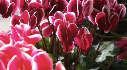 How to Grow and Care for Indoor Cyclamen