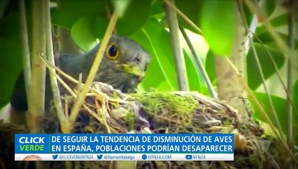 AUMENTO DE MUERTE DE AVES EN ESPAÑA