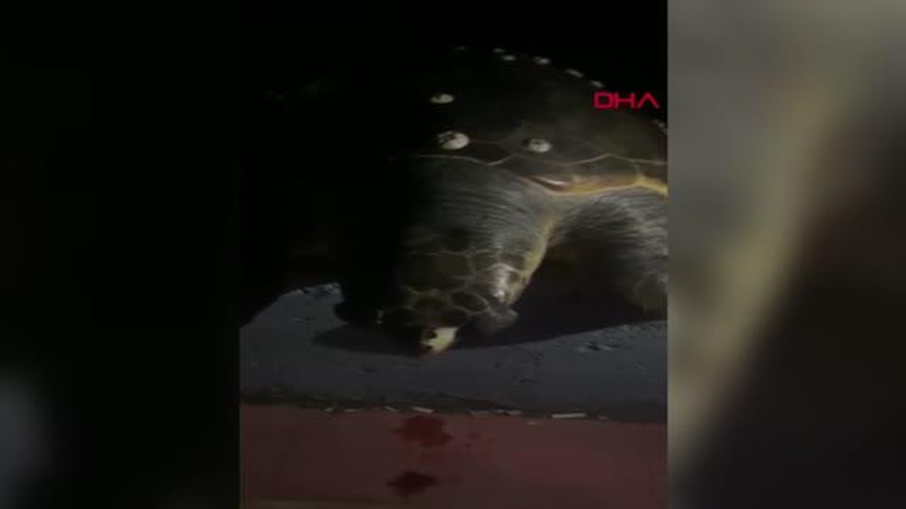 KIYIYA VURAN DENİZ KAPLUMBAĞASIYLA FOTOĞRAF ÇEKİP, DENİZE BIRAKTILAR