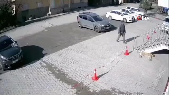 Uyuyan köpeğe taş attı, o anlar kameraya böyle yansıdı