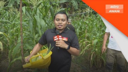 Daripada tanah gersang kepada sumber makanan, pendapatan