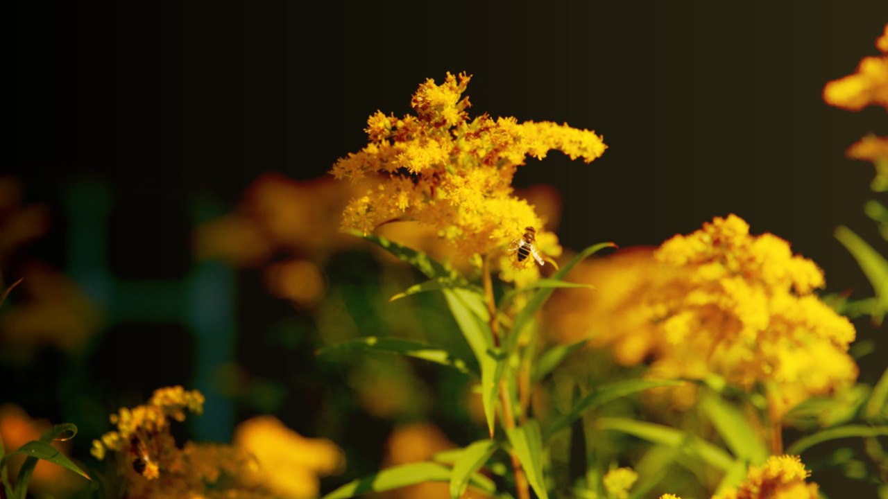 Perfect Pairings  Plants You Should Plant Together