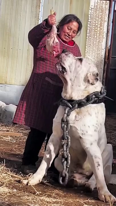 Largest dog funny