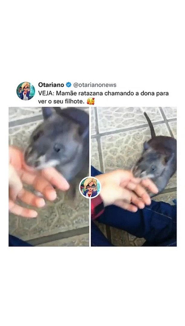 Mãe rata mostra seu filho