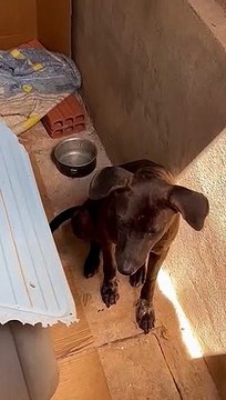 Adoção responsável: moradora do Riviera pede ajuda para encontrar um lar para cachorro Preto