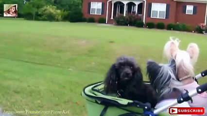 Funny Kids and animals Videos Compilation 2015   Best Funny Baby Videos 2015