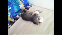 Funny Videos - Funny Cat Videos - Funny Animals Compilation 2015 - Funny Vines - Funny Pictures