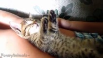 Funny Cats Sleeping in Strange Positions and Places - Funny Cats Compilation