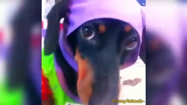 Cute Puppies Dogs Vines 2015 - Dog Vine Videos 2015 - 720p (HD)