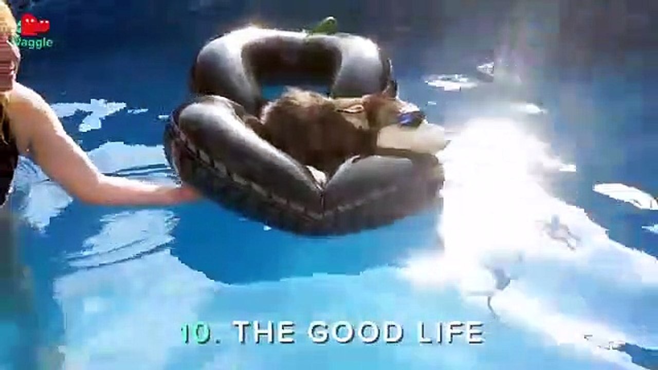 Ten Cool Huskies   Funny Animal Compilation