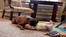 Dogs are great babysitters and nannies - Cute dog & baby compilation (2)