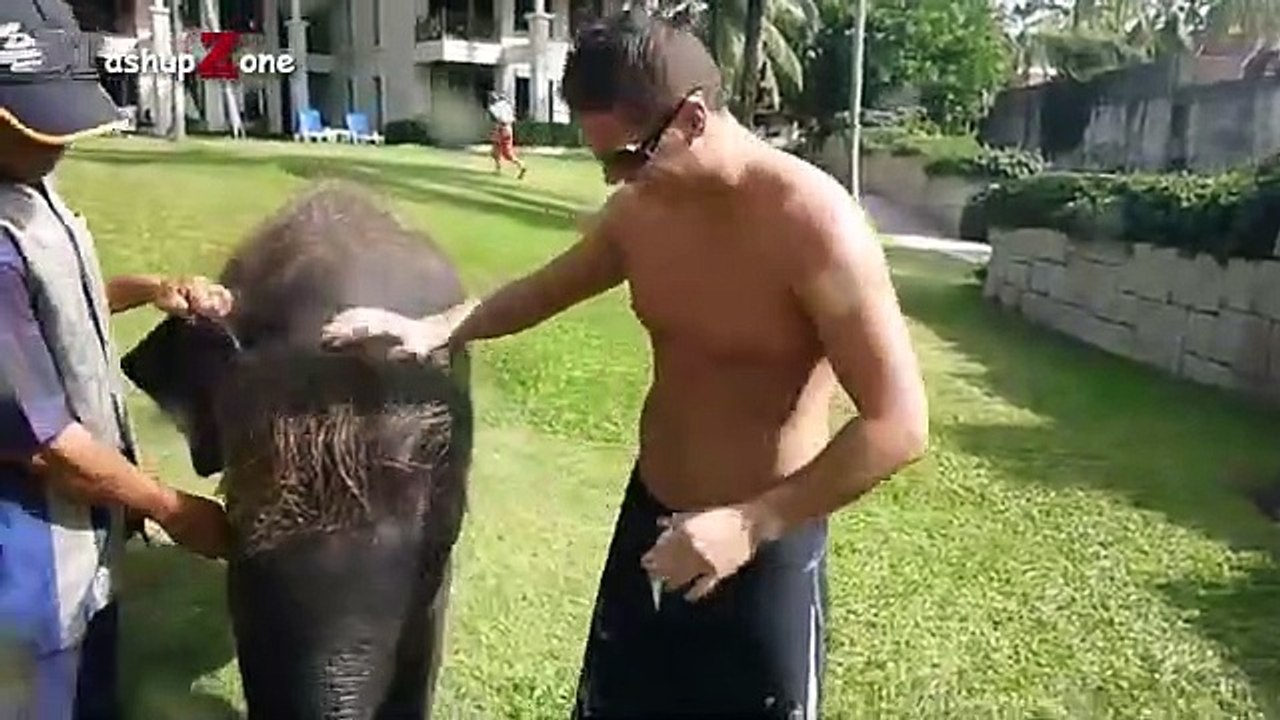 Cute Baby Elephant - A Cute And Funny Baby Elephant Videos Compilation   NEW HD (2)