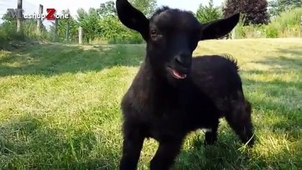 Animals Making Funny Noises - A Funny Animal Sounds Compilation 2016 (2)