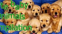 Baby animals are so cute - Cute baby animal compilation (2)